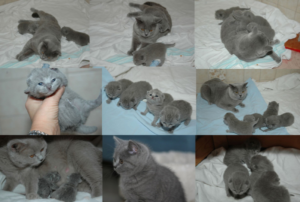 kitten3