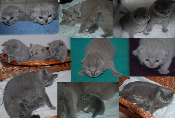 kitten5