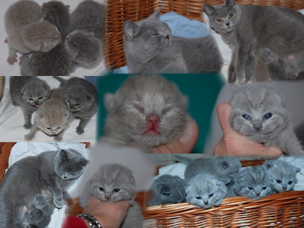 kitten6