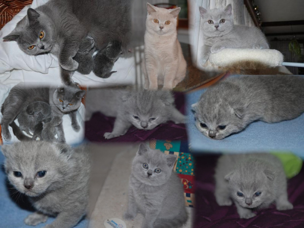 kitten8