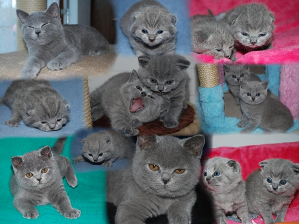 kitten9
