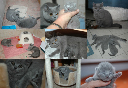 kitten1