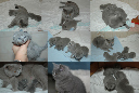 kitten3