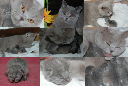kitten4