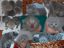 kitten6