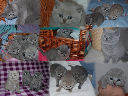 kitten7