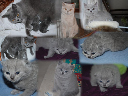 kitten8