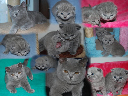 kitten9