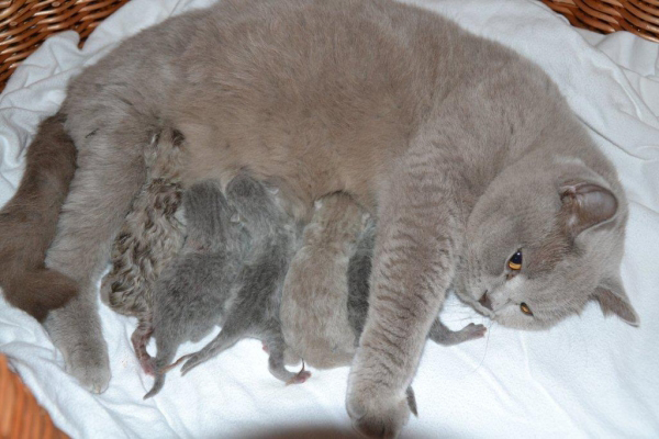 21.3.2012 Kitten von Talkeetna und Tobago 023