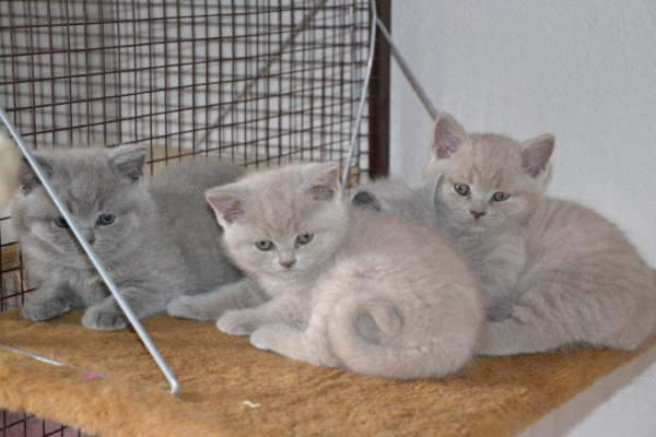 Kitten 7 Wochen alt Mai 2012 005