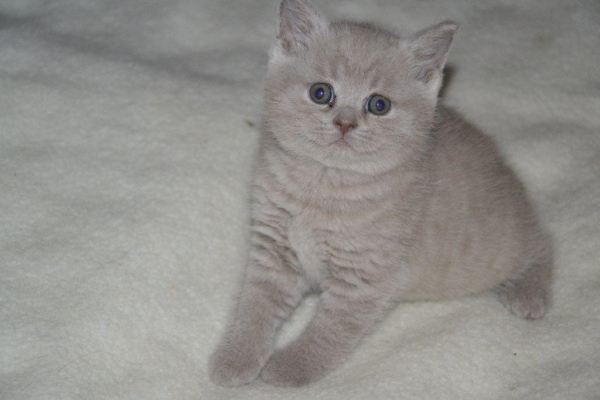 Kitten vom März 2012 018