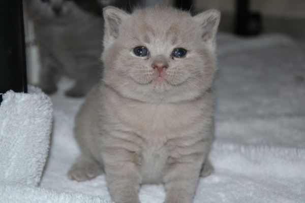 Kittenstube April 2012 008