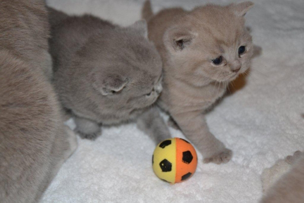 Kittenstube April 2012 010