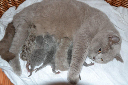 21.3.2012 Kitten von Talkeetna und Tobago 023