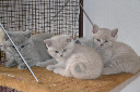 Kitten 7 Wochen alt Mai 2012 005