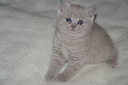 Kitten vom März 2012 018